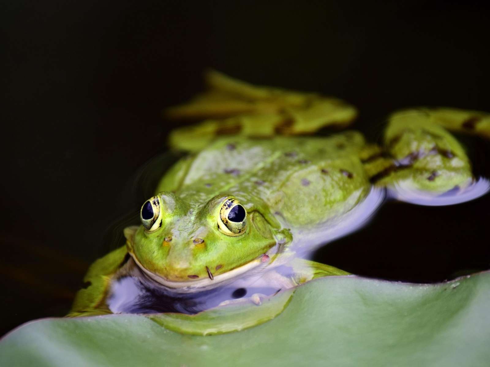 A green frog resting in shallow water among plants