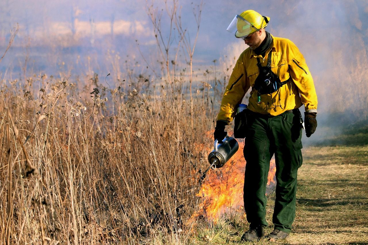 A wildland firefighter in yellow protective gear walking through dry grass near a fire line