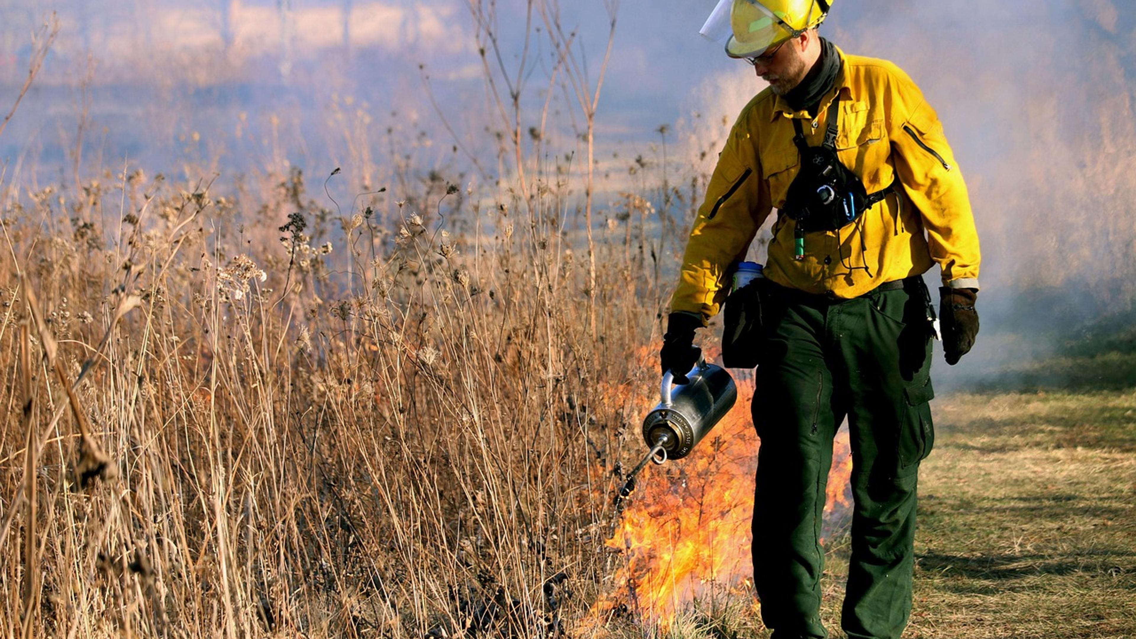 A wildland firefighter in yellow protective gear walking through dry grass near a fire line