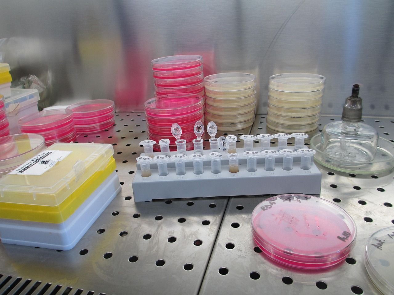 Petri dishes and laboratory supplies on a bench inside a lab cabinet