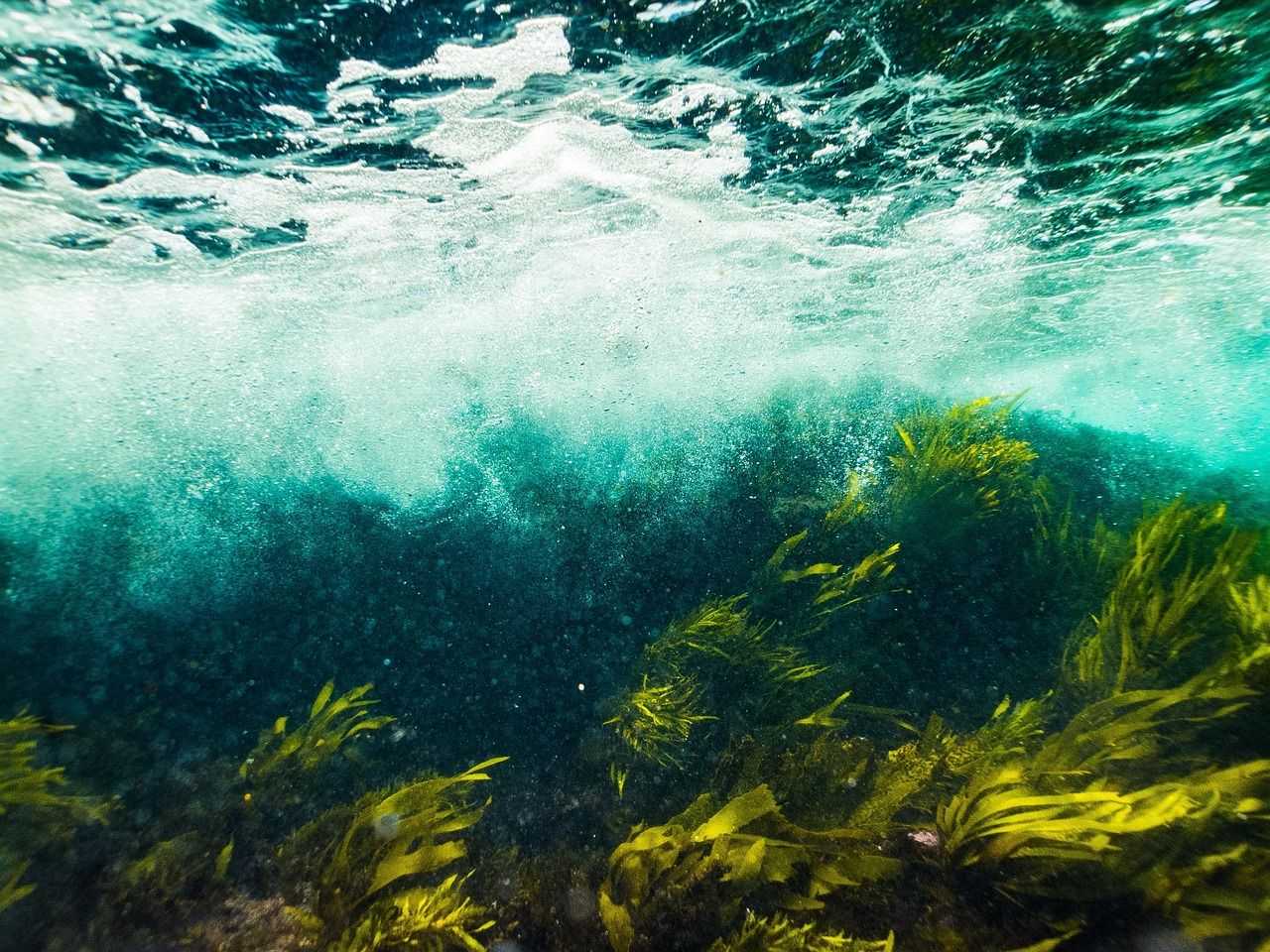 Kelp and seaweed swaying on a rocky seabed in shallow water beneath breaking waves