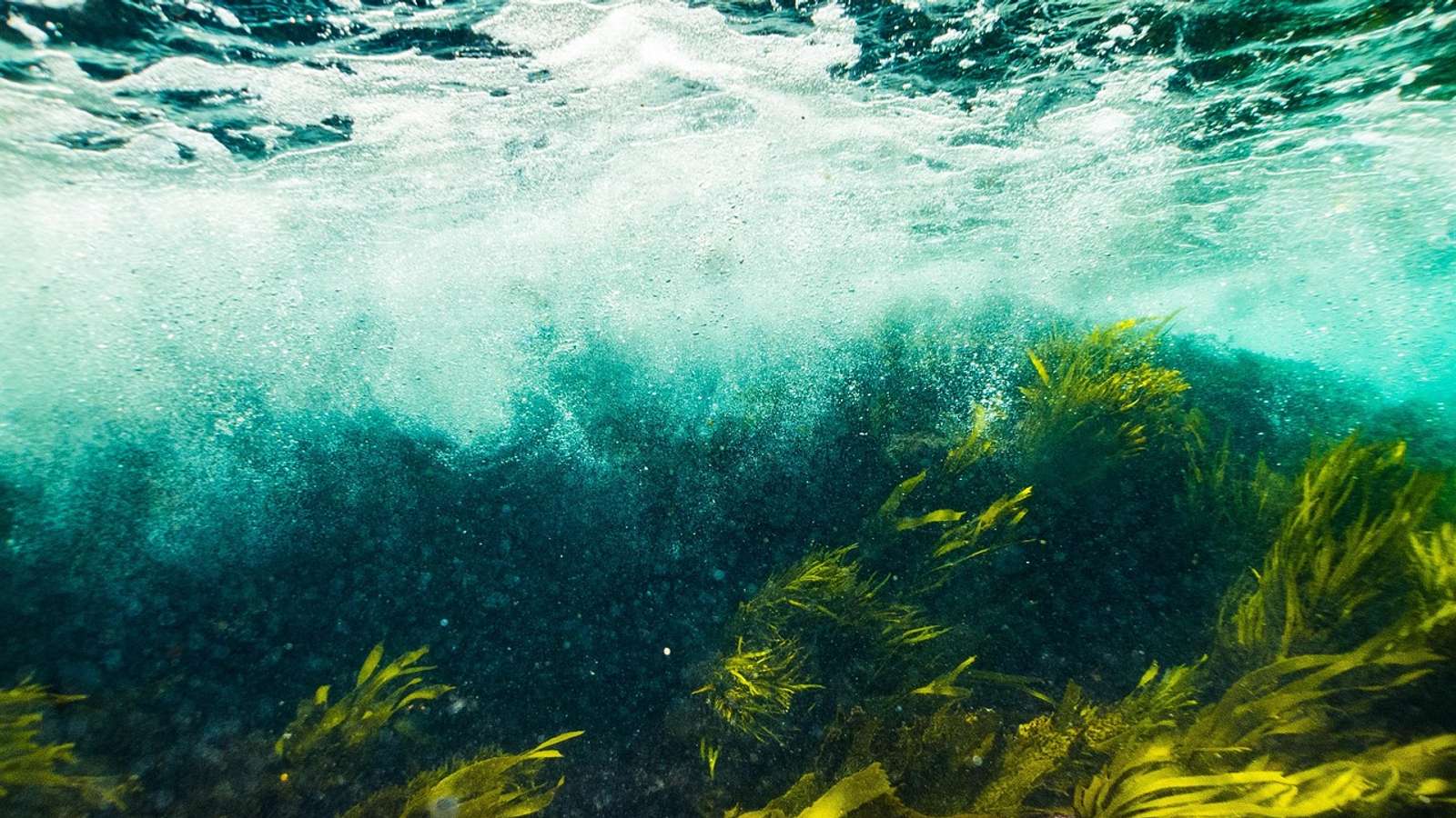Kelp and seaweed swaying on a rocky seabed in shallow water beneath breaking waves