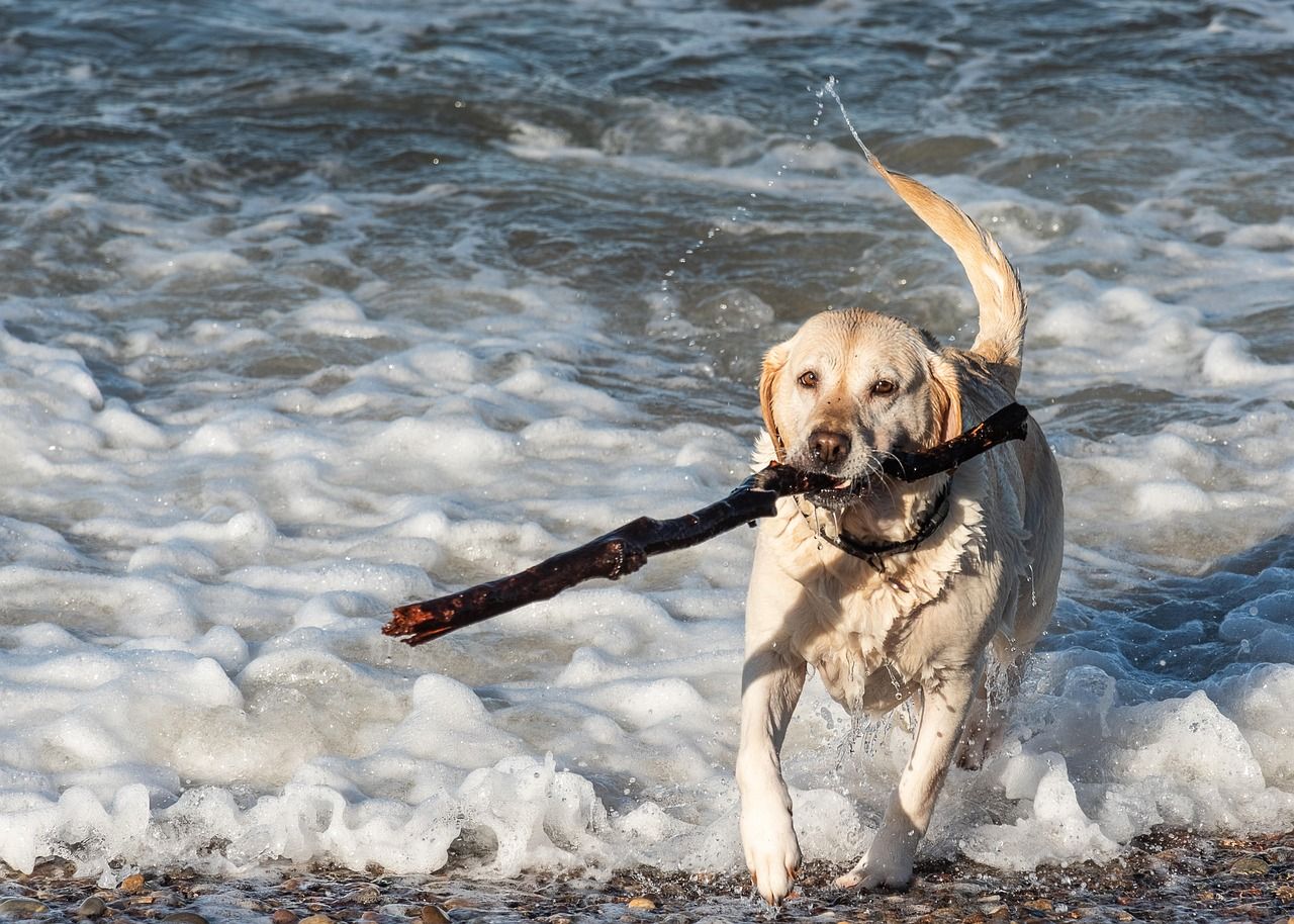 A yellow labrador running through the surf at the beach