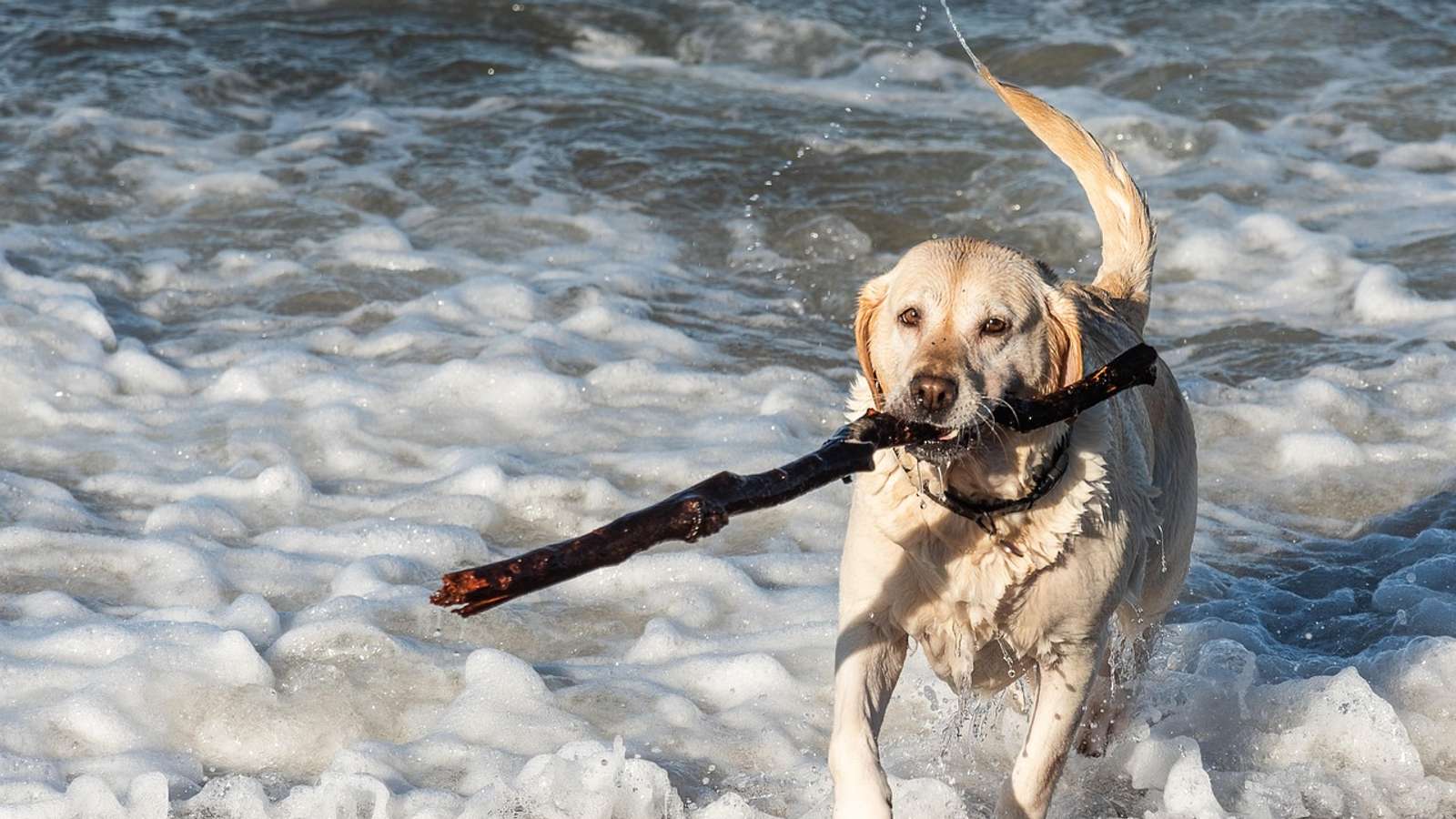 A yellow labrador running through the surf at the beach