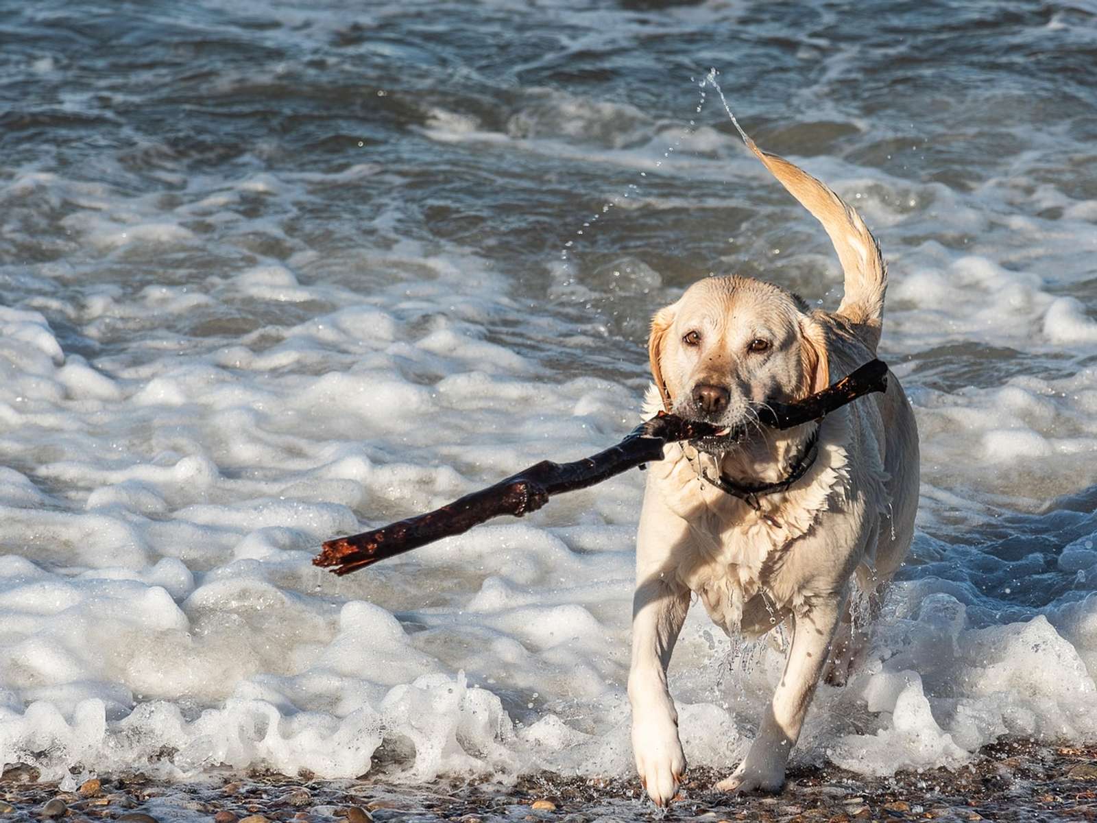 A yellow labrador running through the surf at the beach