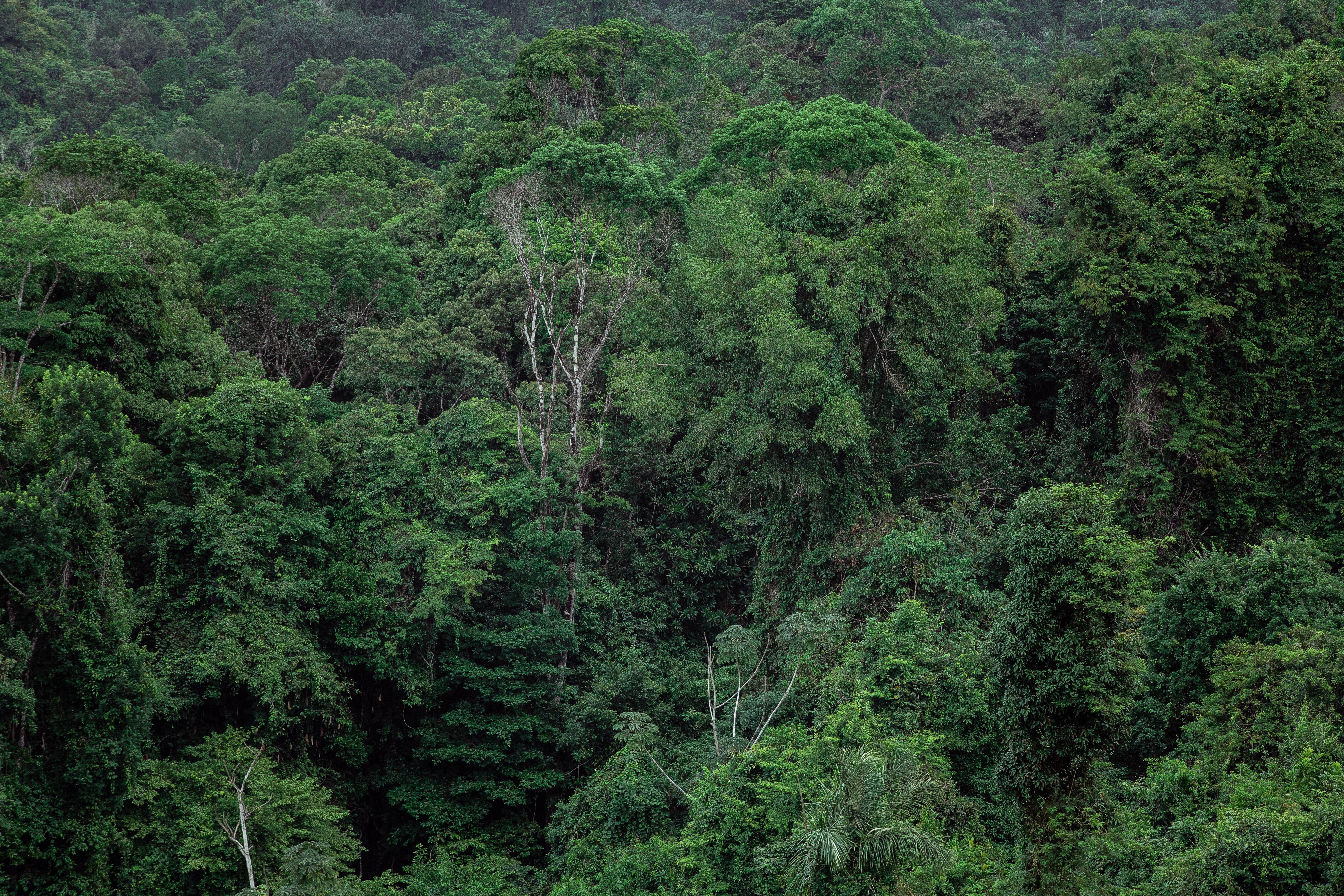 Aerial view of a dense green tropical forest canopy, representative of the protected reserve where the animals were released.