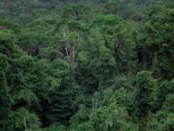 Aerial view of a dense green tropical forest canopy, representative of the protected reserve where the animals were released.