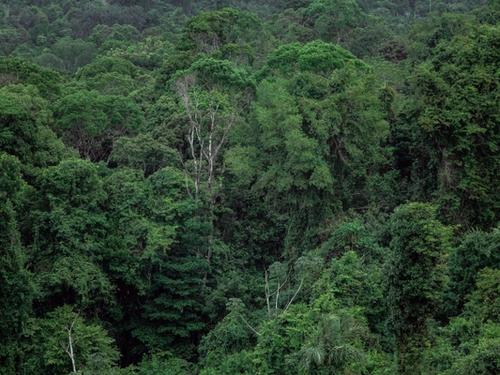 Aerial view of a dense green tropical forest canopy, representative of the protected reserve where the animals were released.