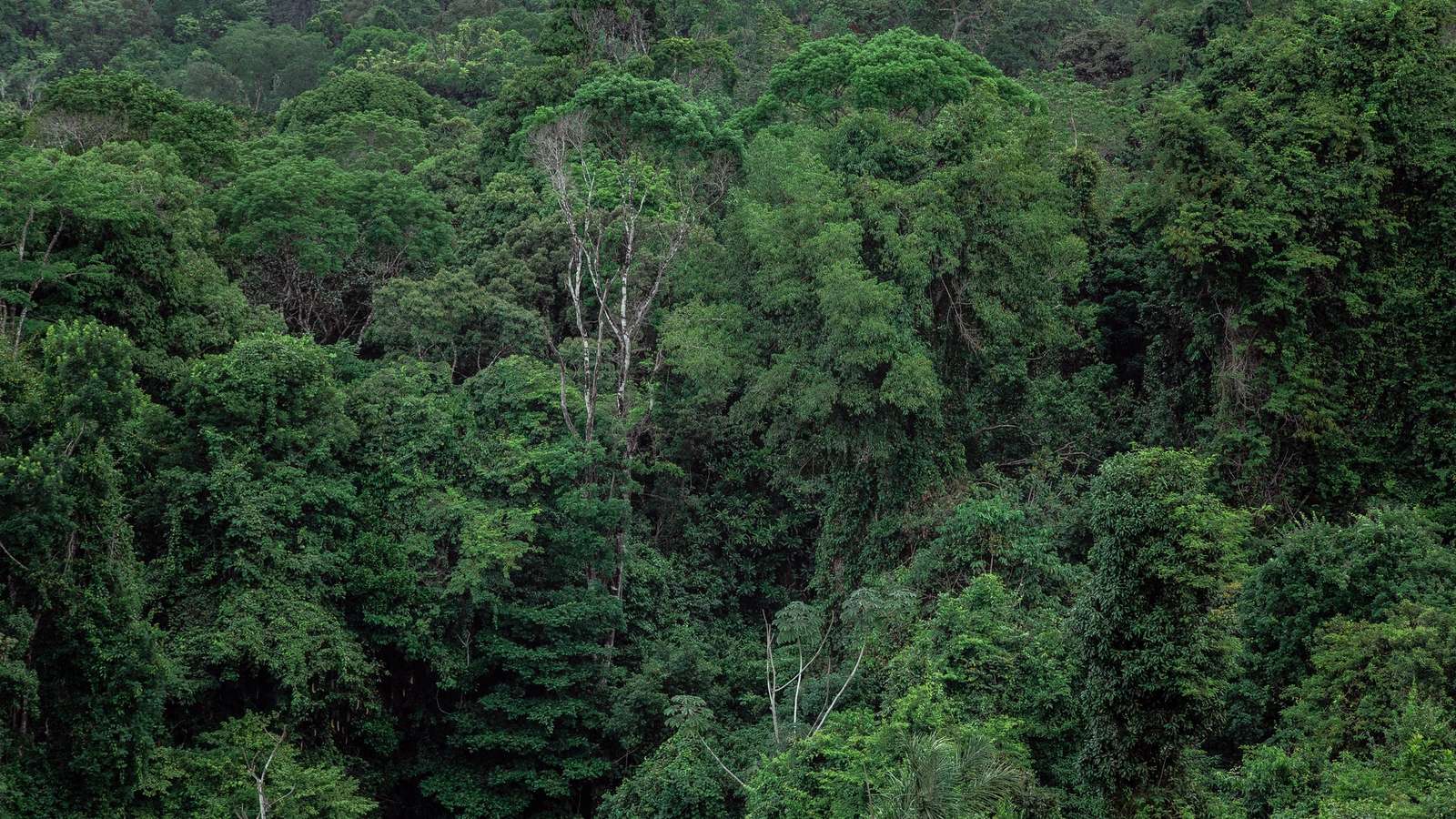 Aerial view of a dense green tropical forest canopy, representative of the protected reserve where the animals were released.