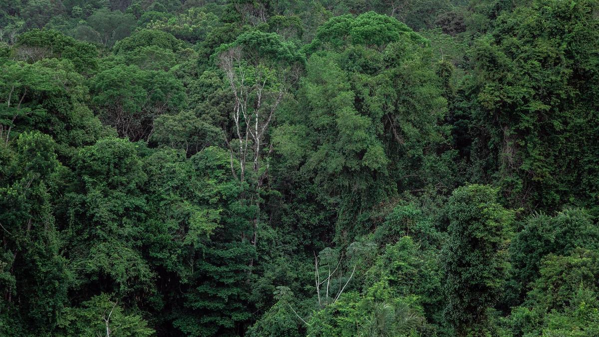 Aerial view of a dense green tropical forest canopy, representative of the protected reserve where the animals were released.