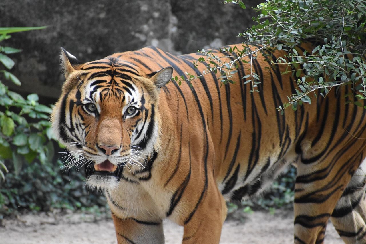 A tiger walking out of dense green forest towards the camera