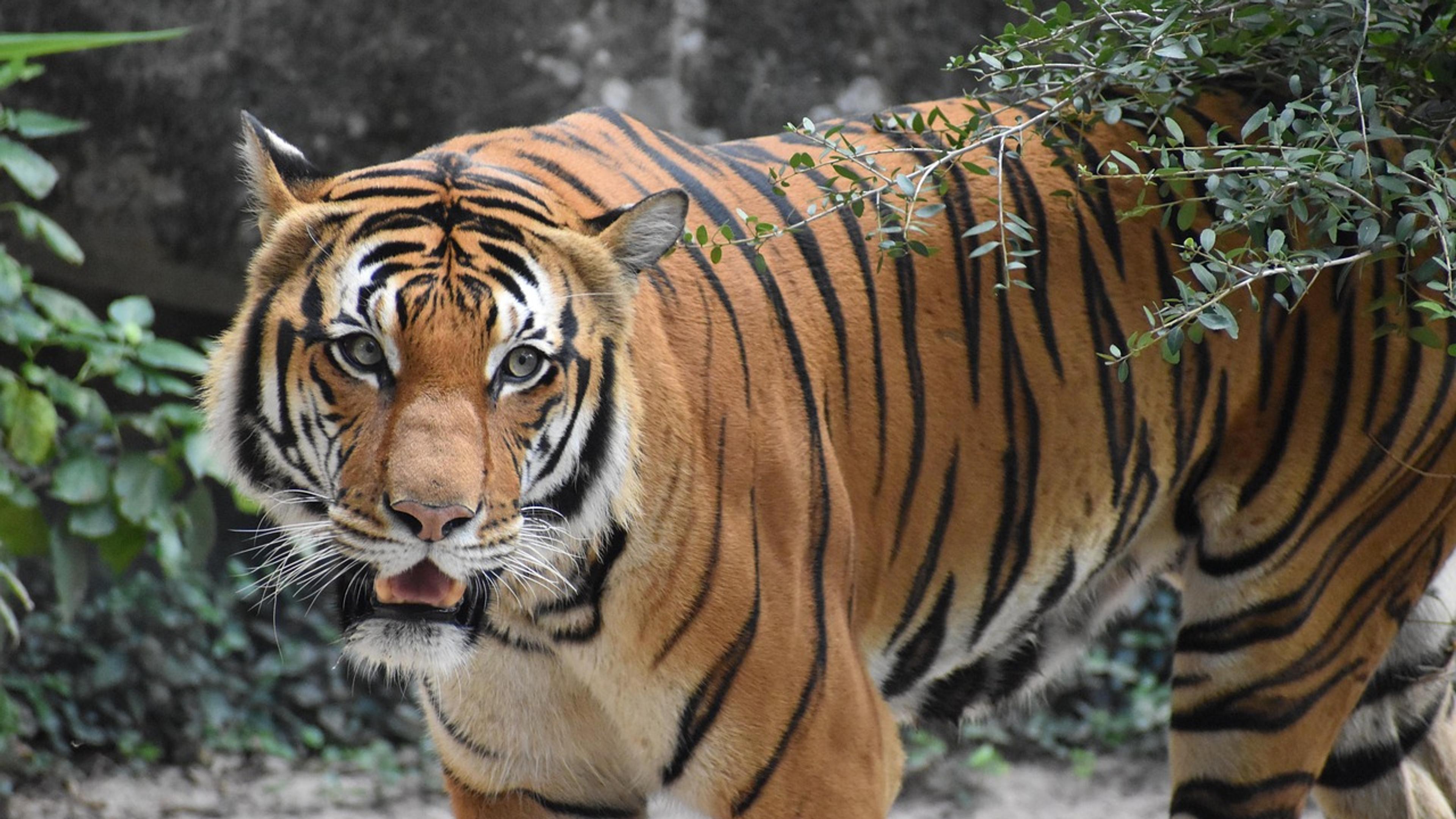 A tiger walking out of dense green forest towards the camera