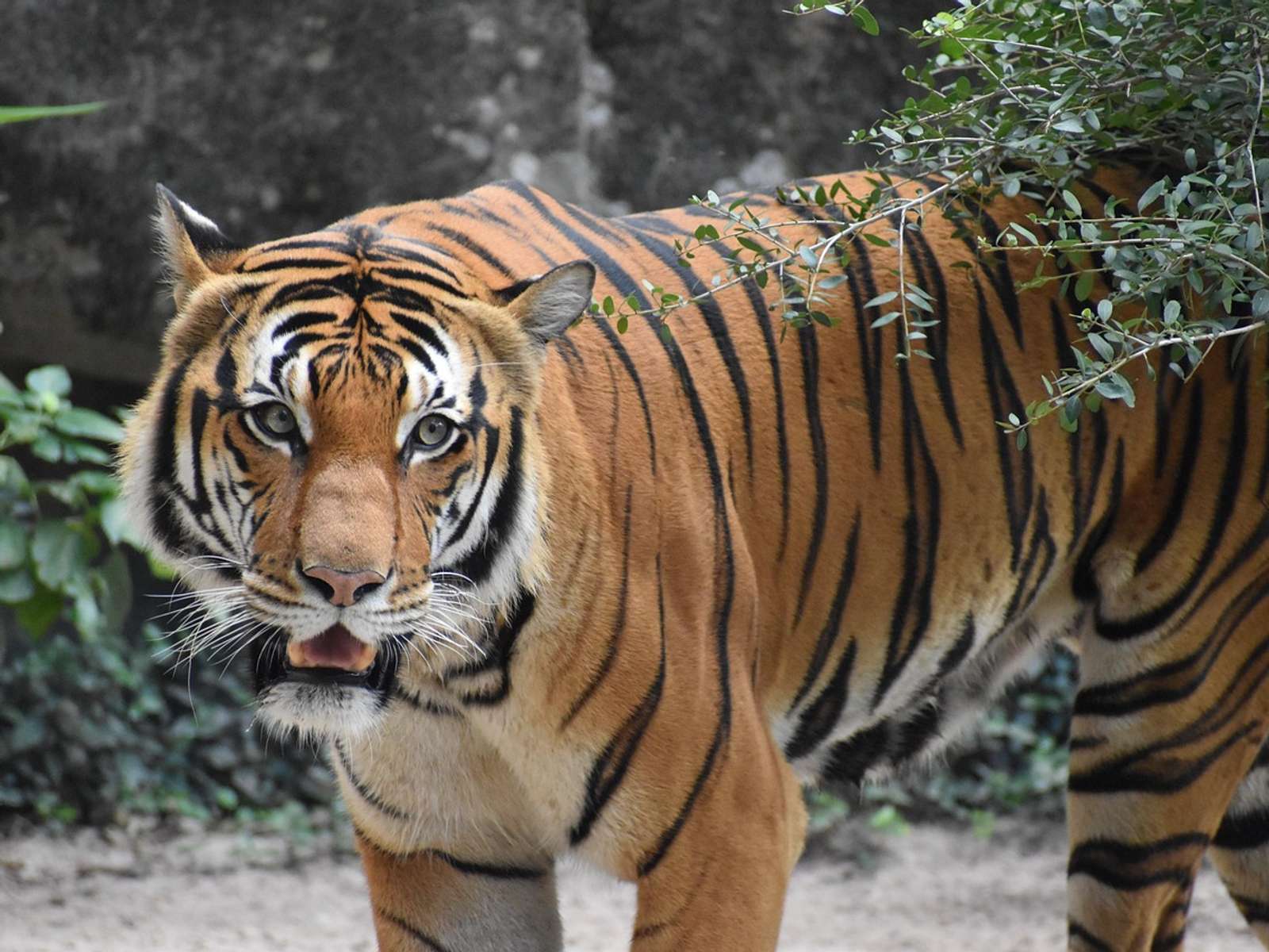 A tiger walking out of dense green forest towards the camera