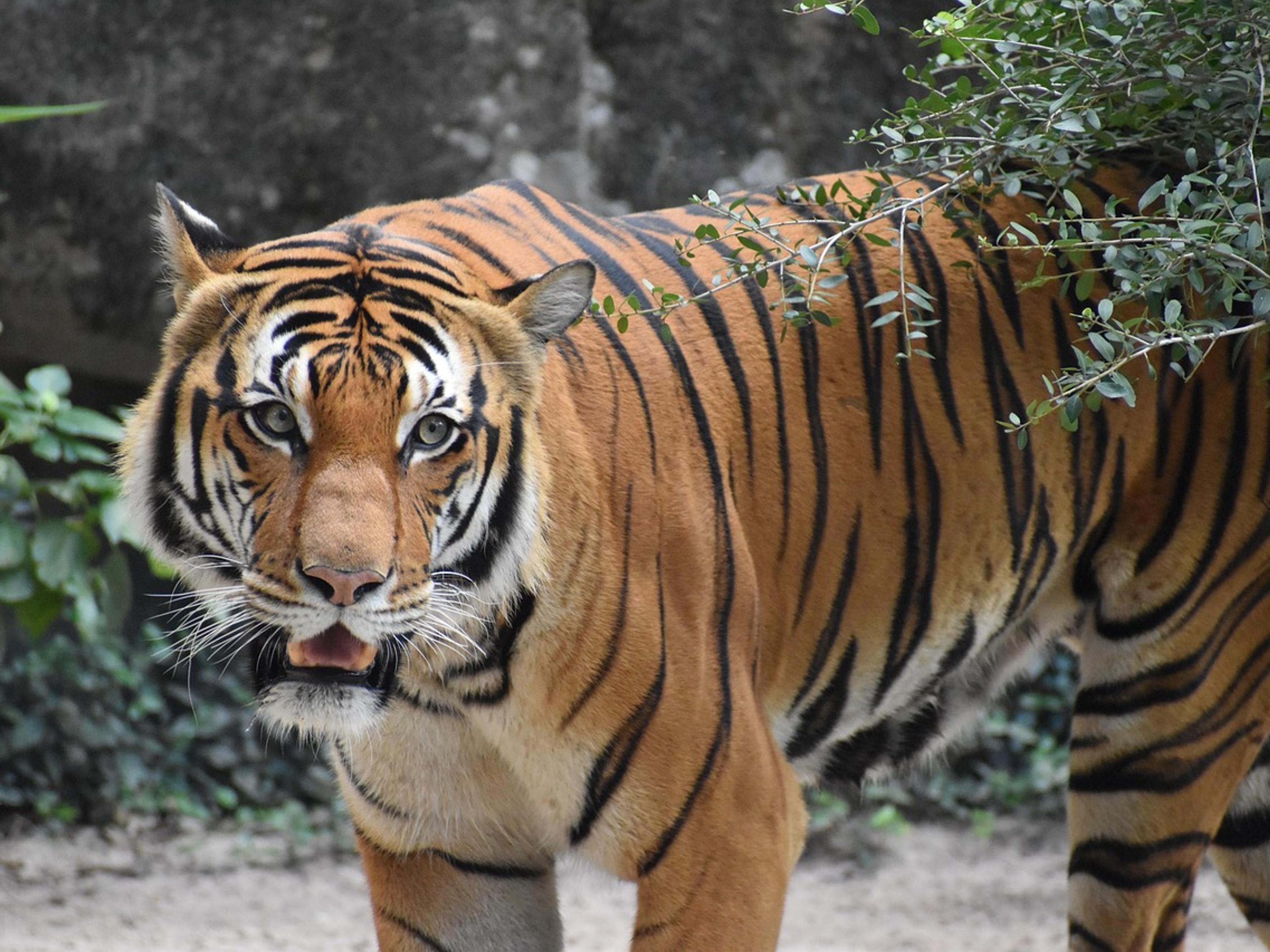 A tiger walking out of dense green forest towards the camera