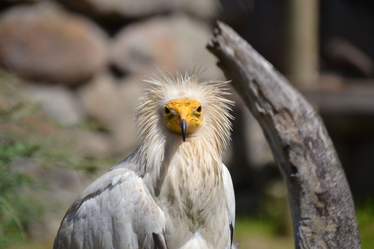 An Egyptian vulture with white plumage and a yellow face