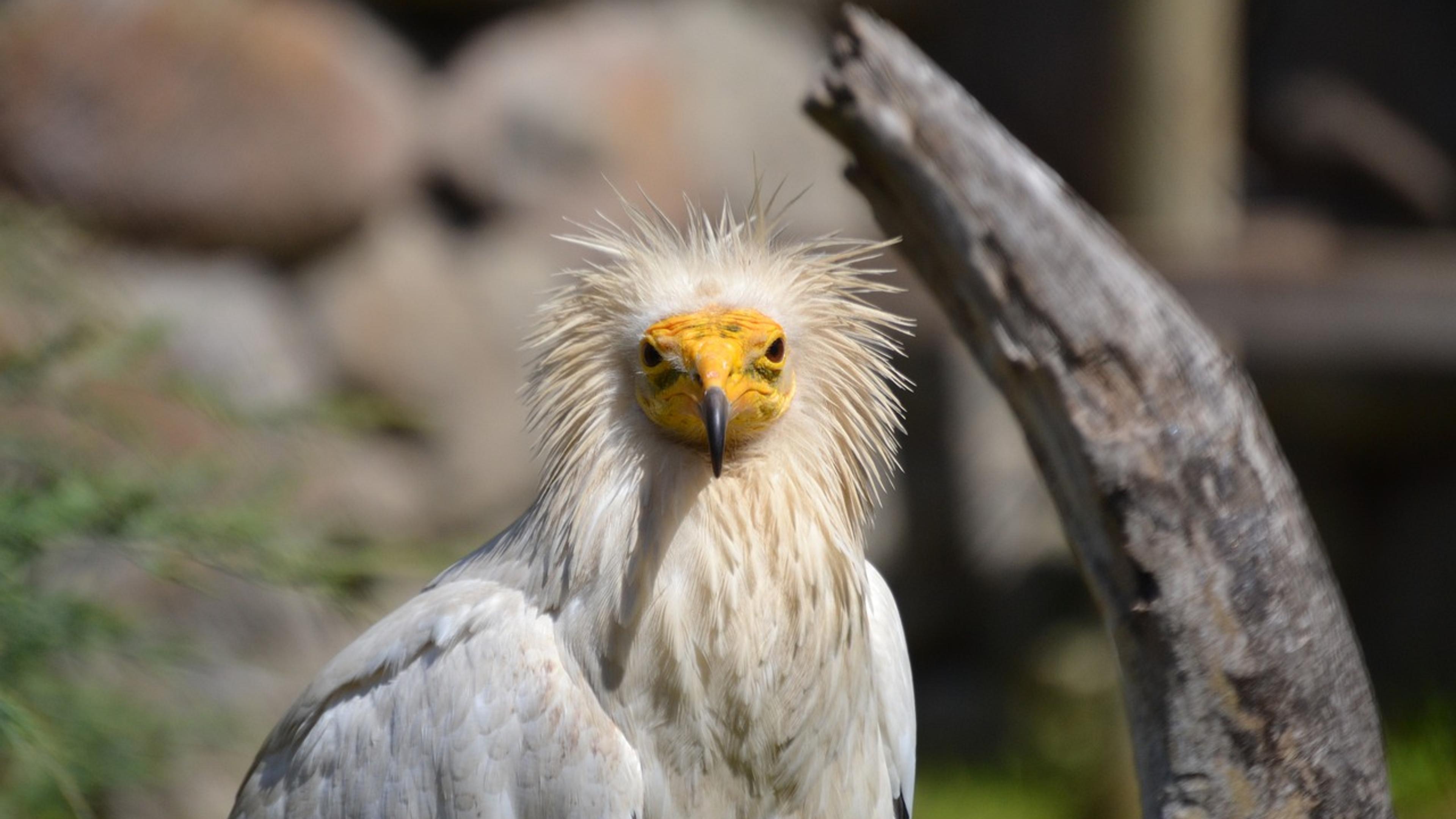 An Egyptian vulture with white plumage and a yellow face