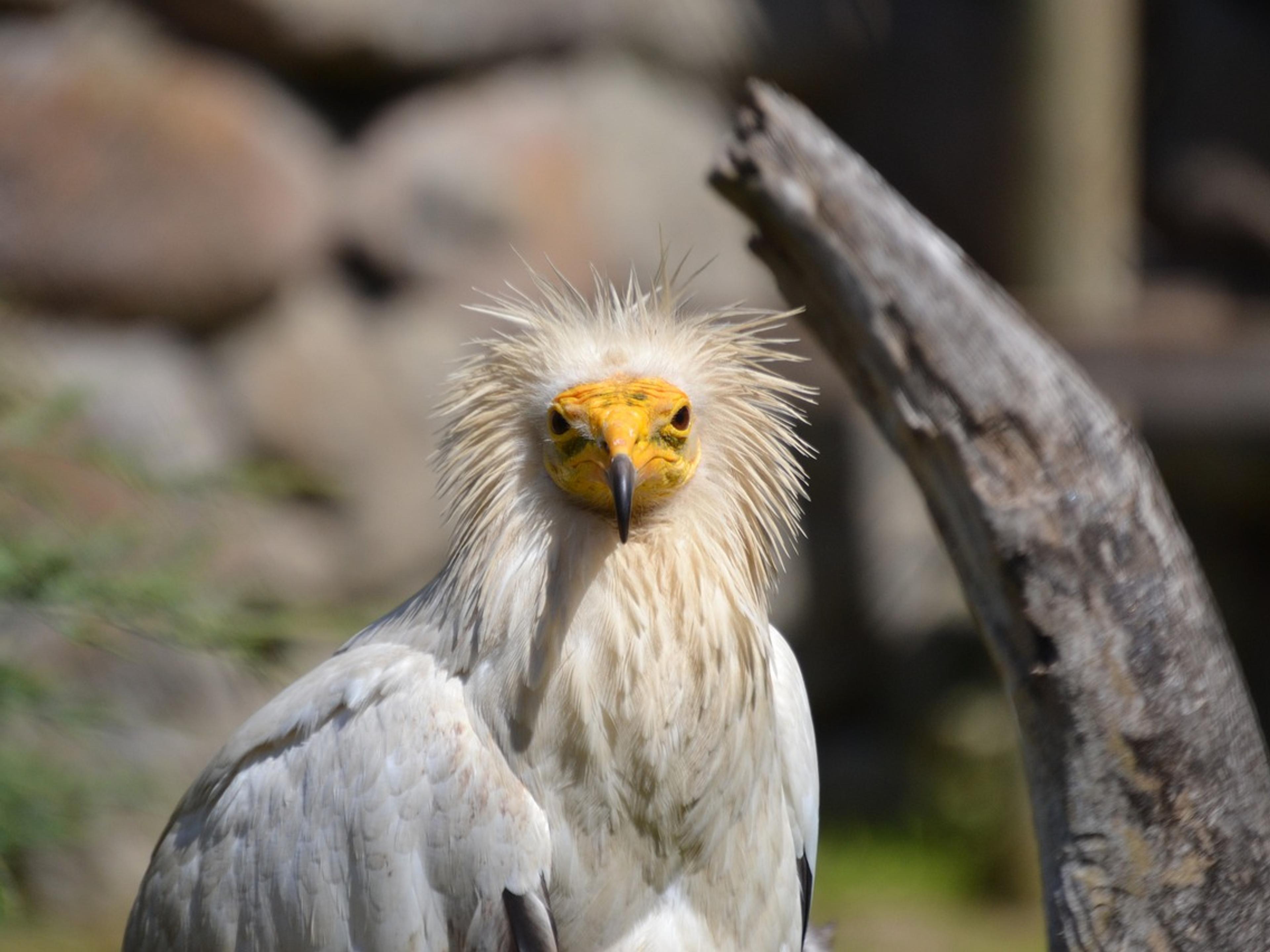 An Egyptian vulture with white plumage and a yellow face