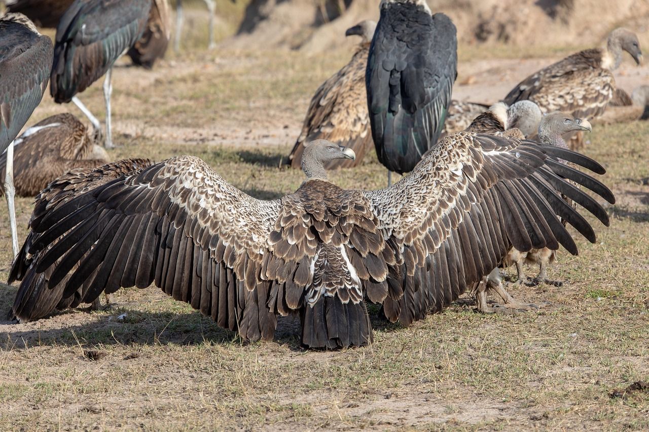 Rüppell's vultures gathered in the Serengeti, Tanzania