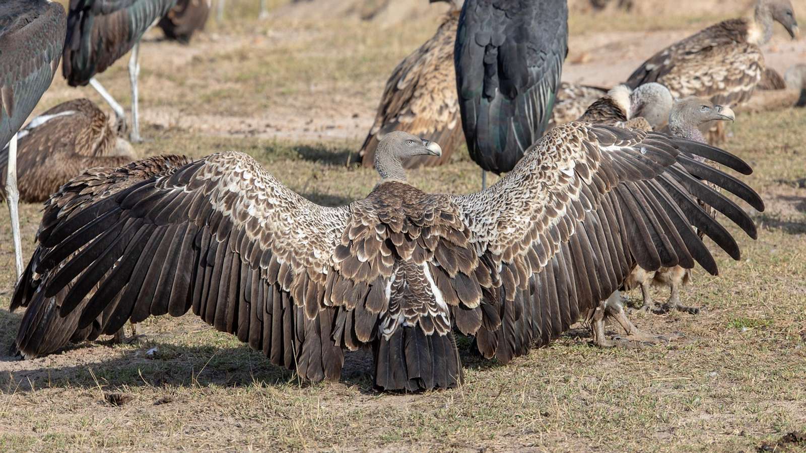 Rüppell's vultures gathered in the Serengeti, Tanzania