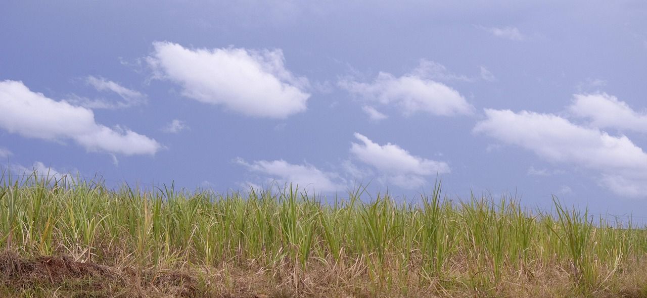A sugarcane field under a blue sky with scattered clouds in Brazil