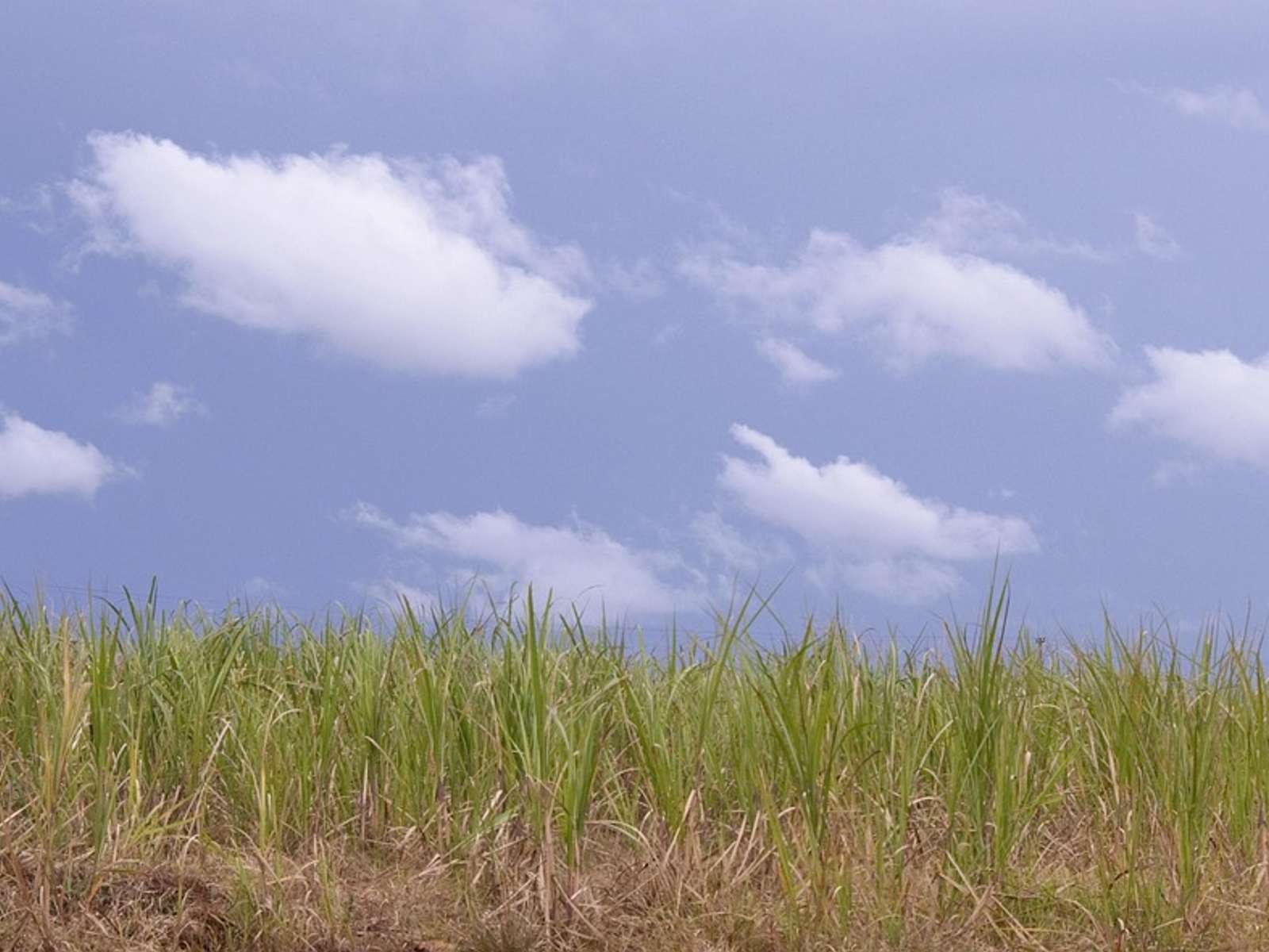 A sugarcane field under a blue sky with scattered clouds in Brazil