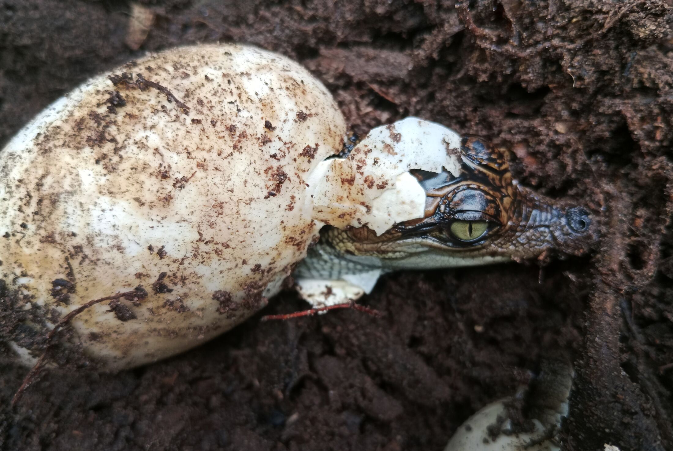 A Siamese crocodile hatchling breaking out of its egg on the ground