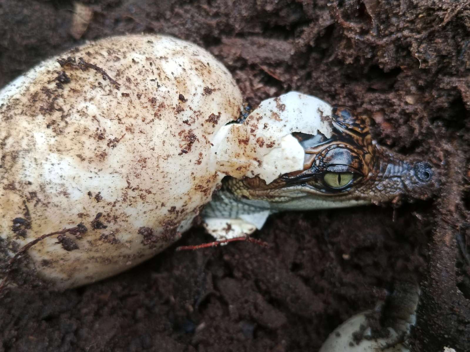A Siamese crocodile hatchling breaking out of its egg on the ground
