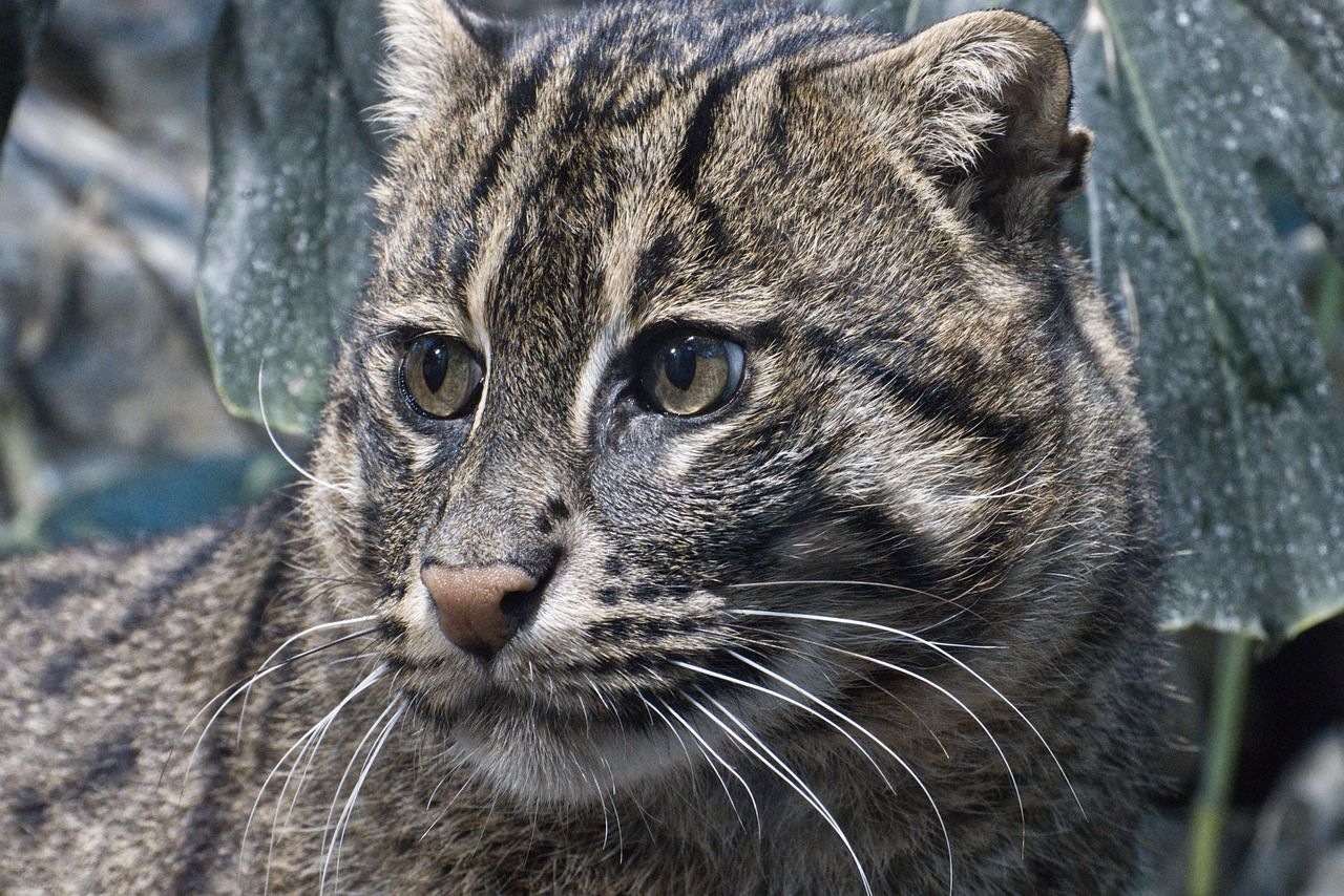 A fishing cat