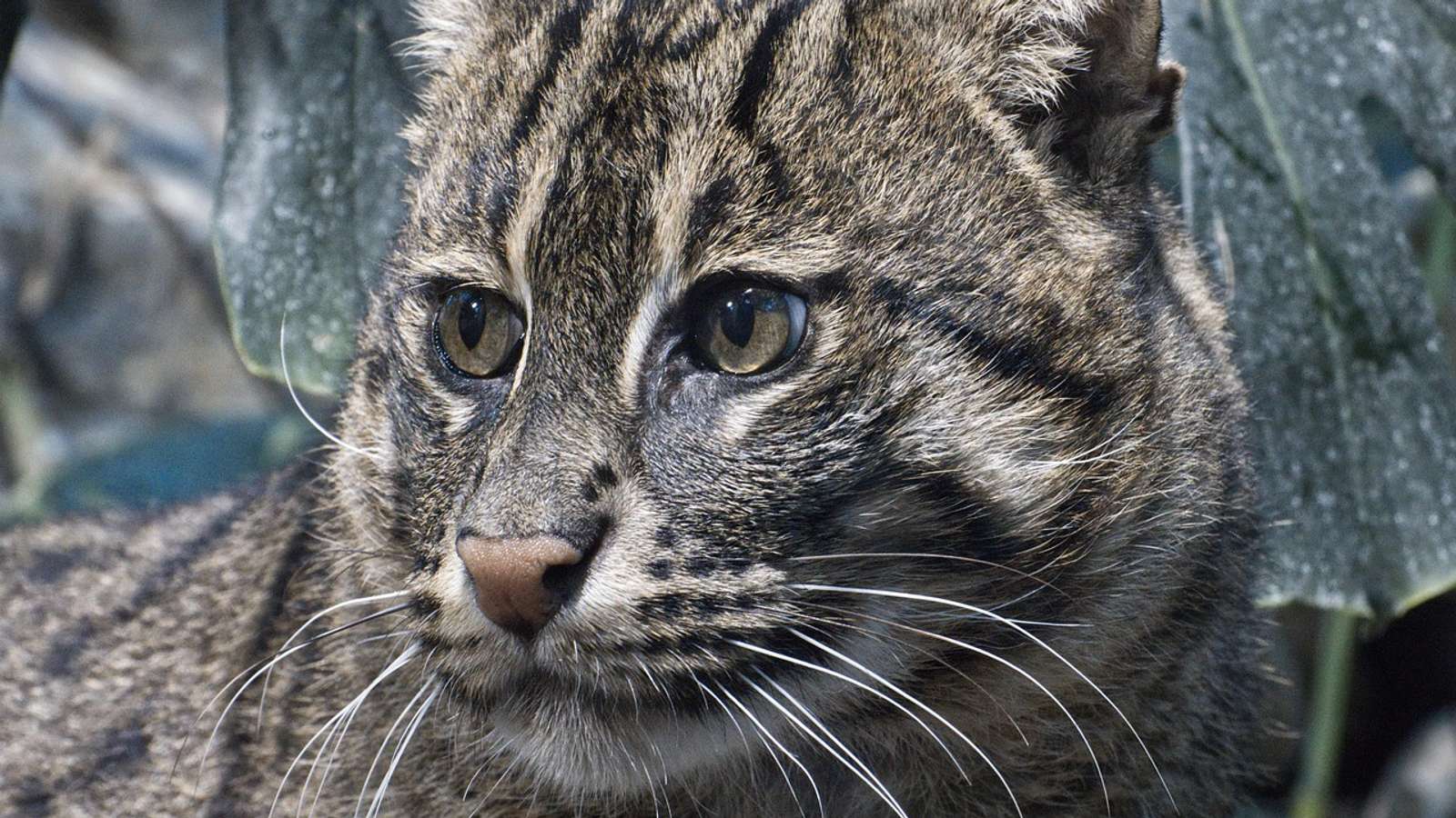 A fishing cat