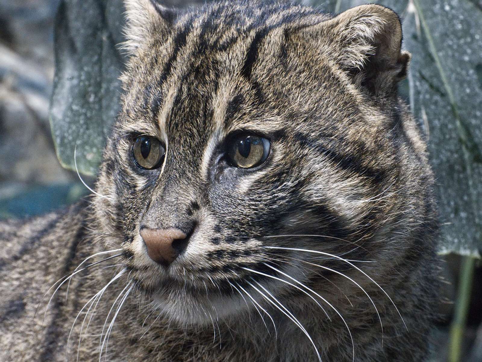 A fishing cat