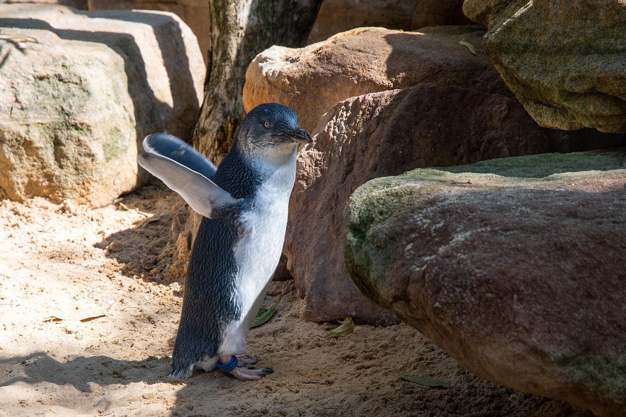 An Australian little penguin standing on sand between large rocks, one flipper raised