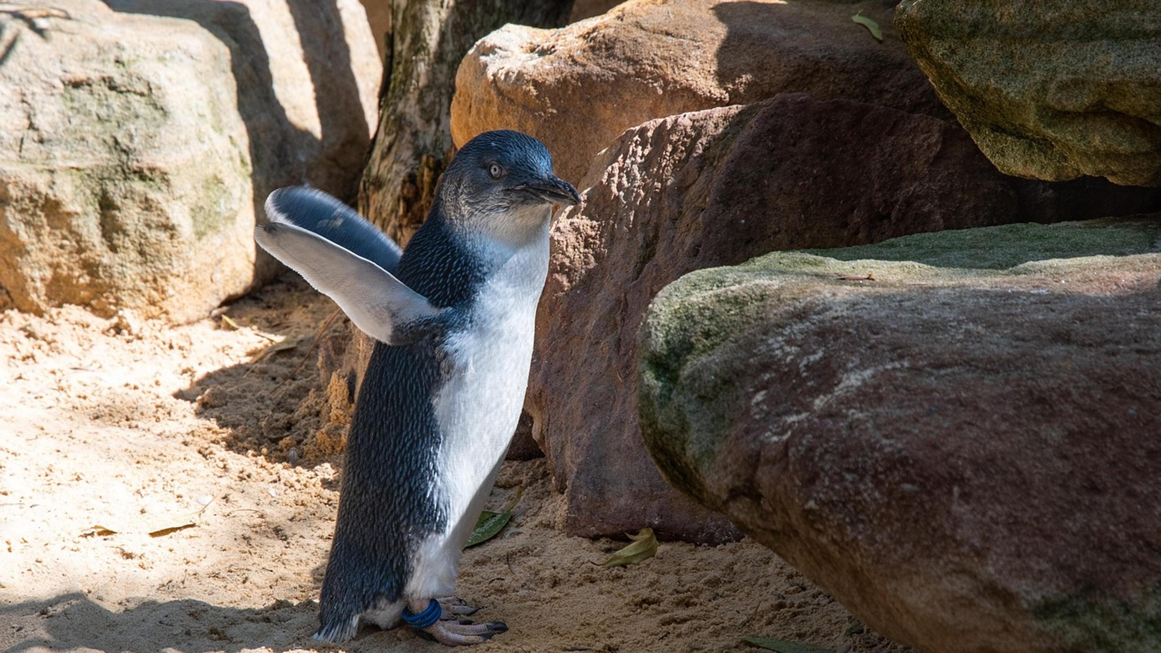 An Australian little penguin standing on sand between large rocks, one flipper raised