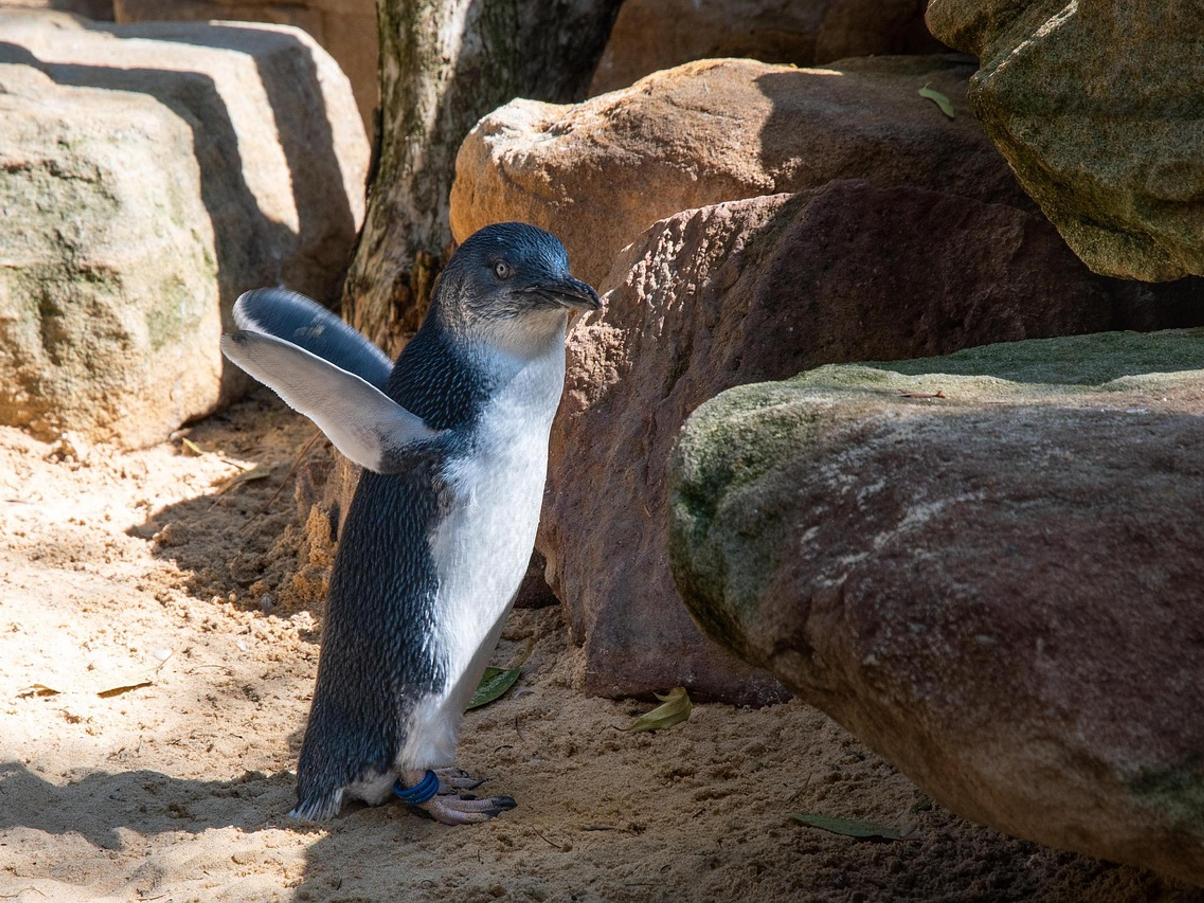An Australian little penguin standing on sand between large rocks, one flipper raised