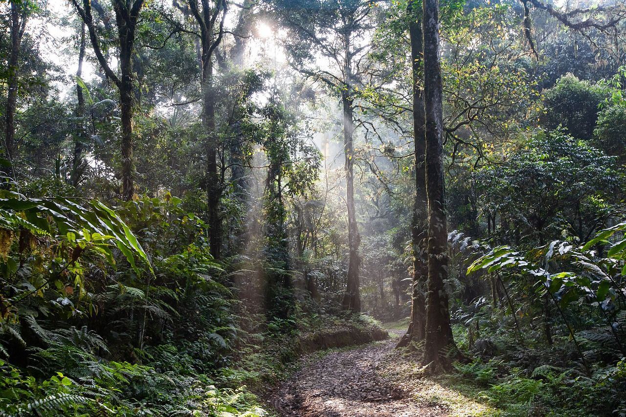 A rainforest path in morning mist on Java, Indonesia
