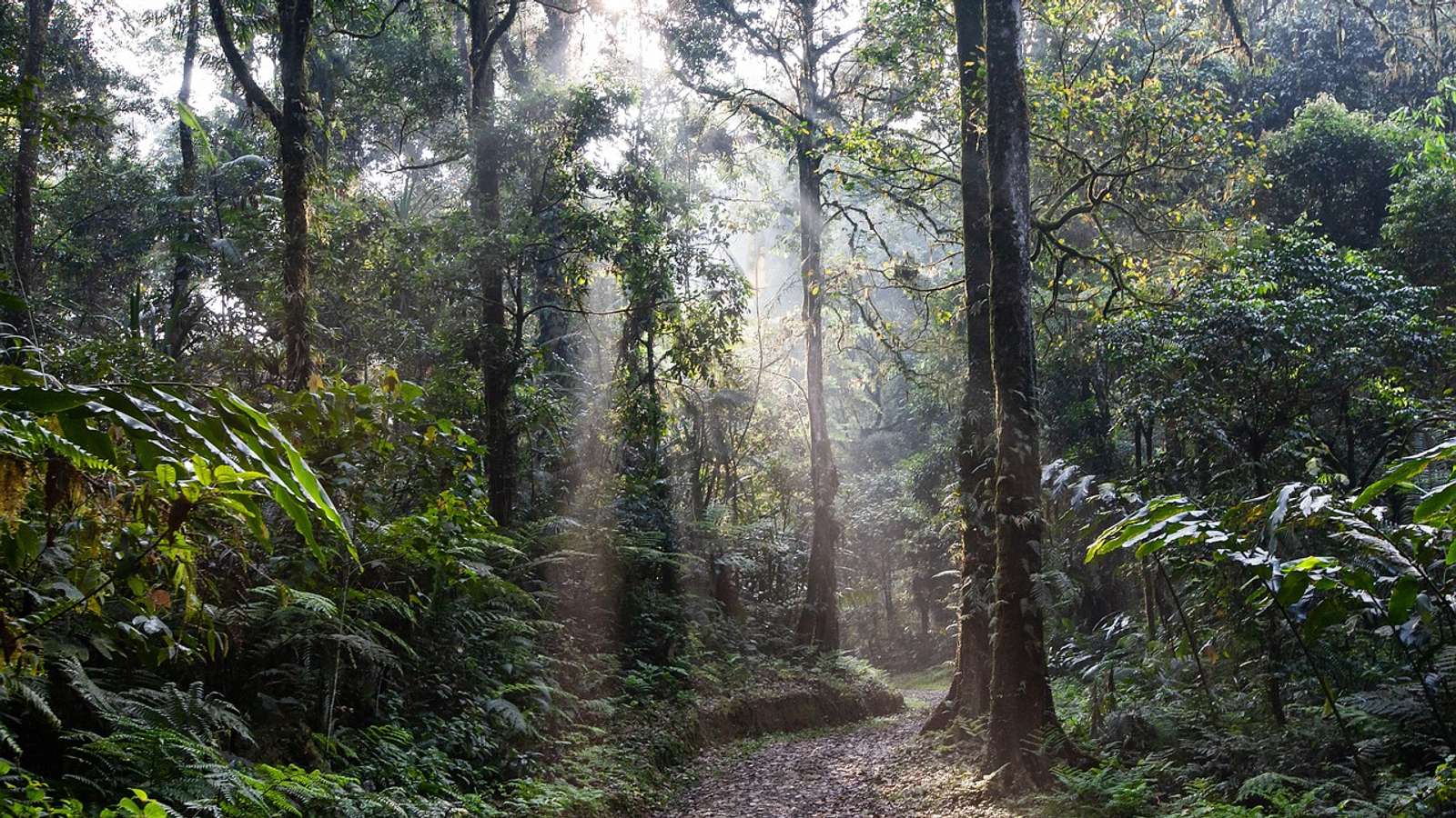 A rainforest path in morning mist on Java, Indonesia