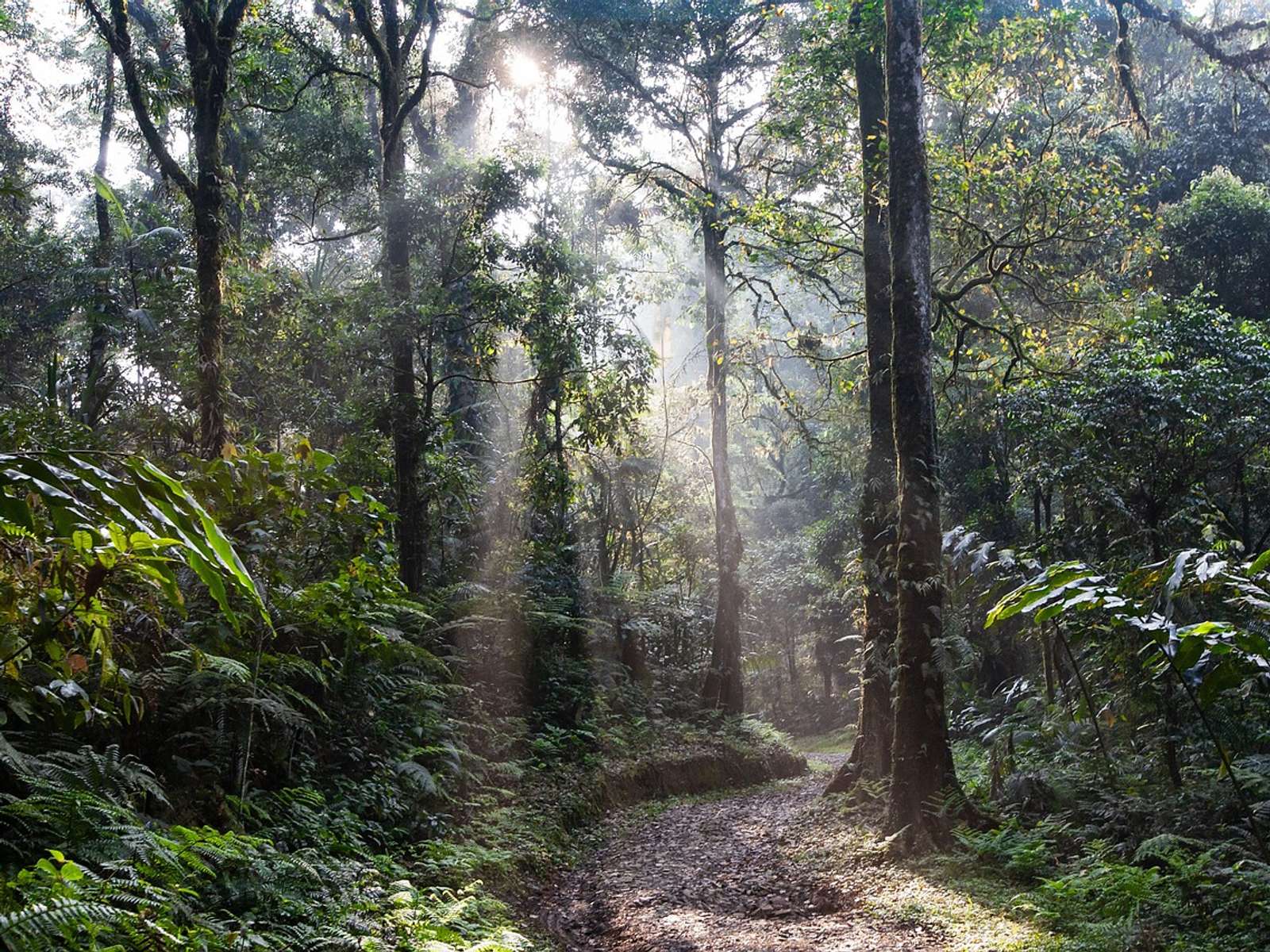 A rainforest path in morning mist on Java, Indonesia