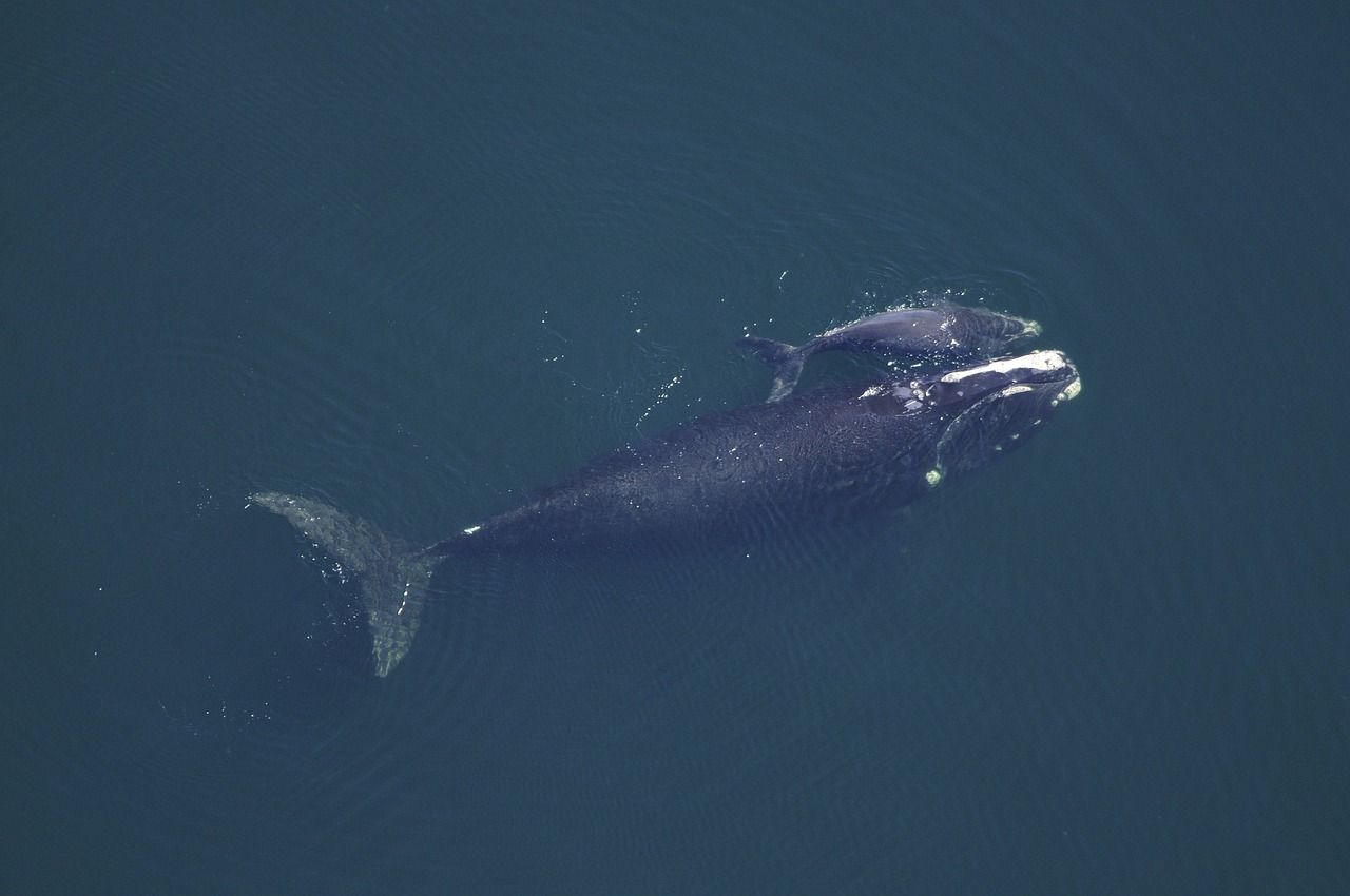 A whale mother and calf swimming side by side underwater