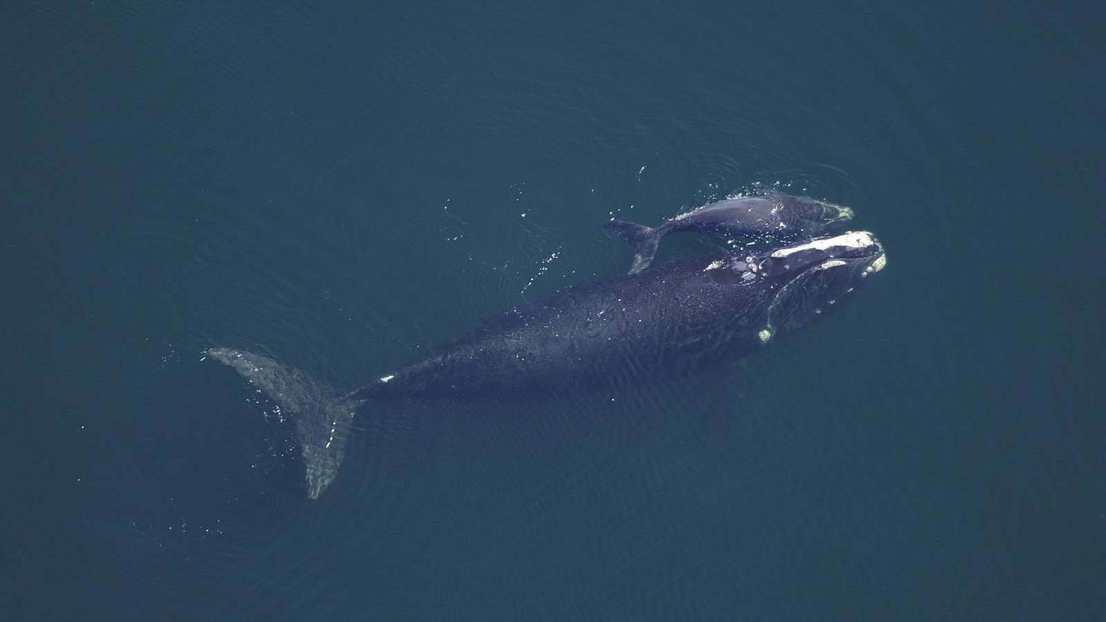 A whale mother and calf swimming side by side underwater
