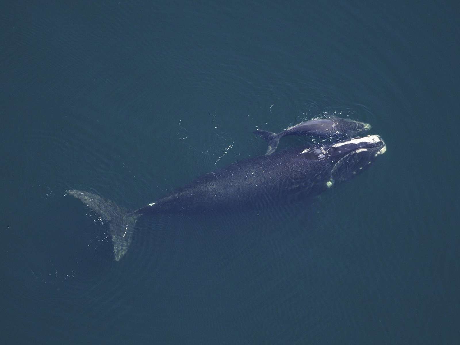 A whale mother and calf swimming side by side underwater