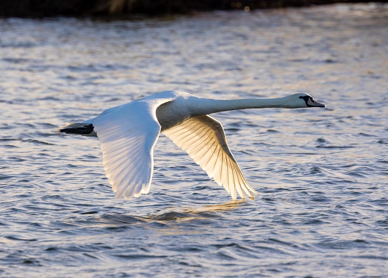 A mute swan flying low over rippling water