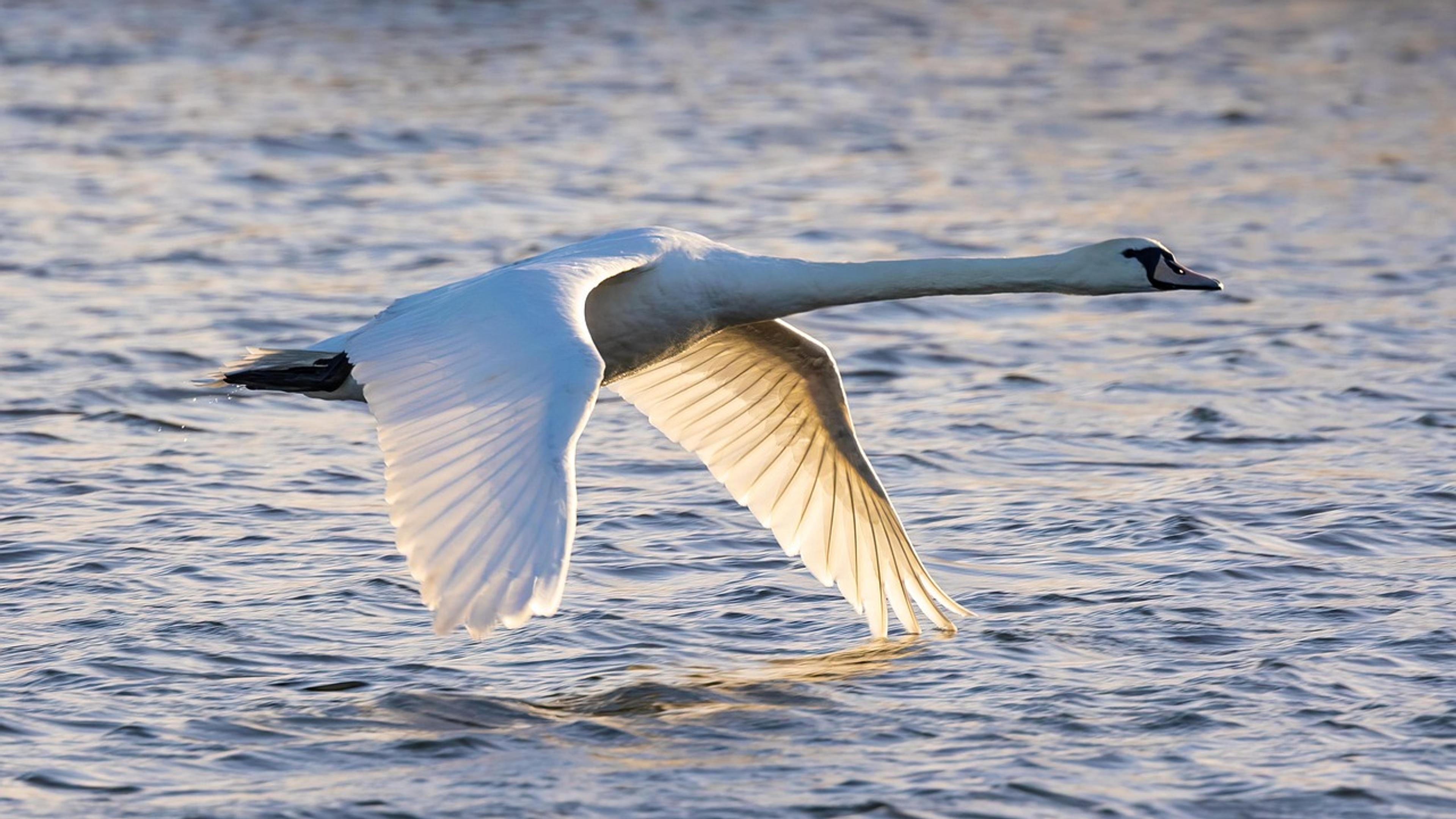 A mute swan flying low over rippling water