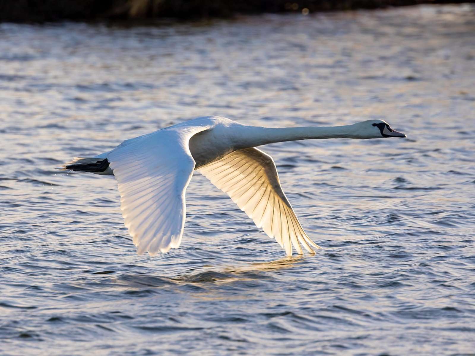 A mute swan flying low over rippling water