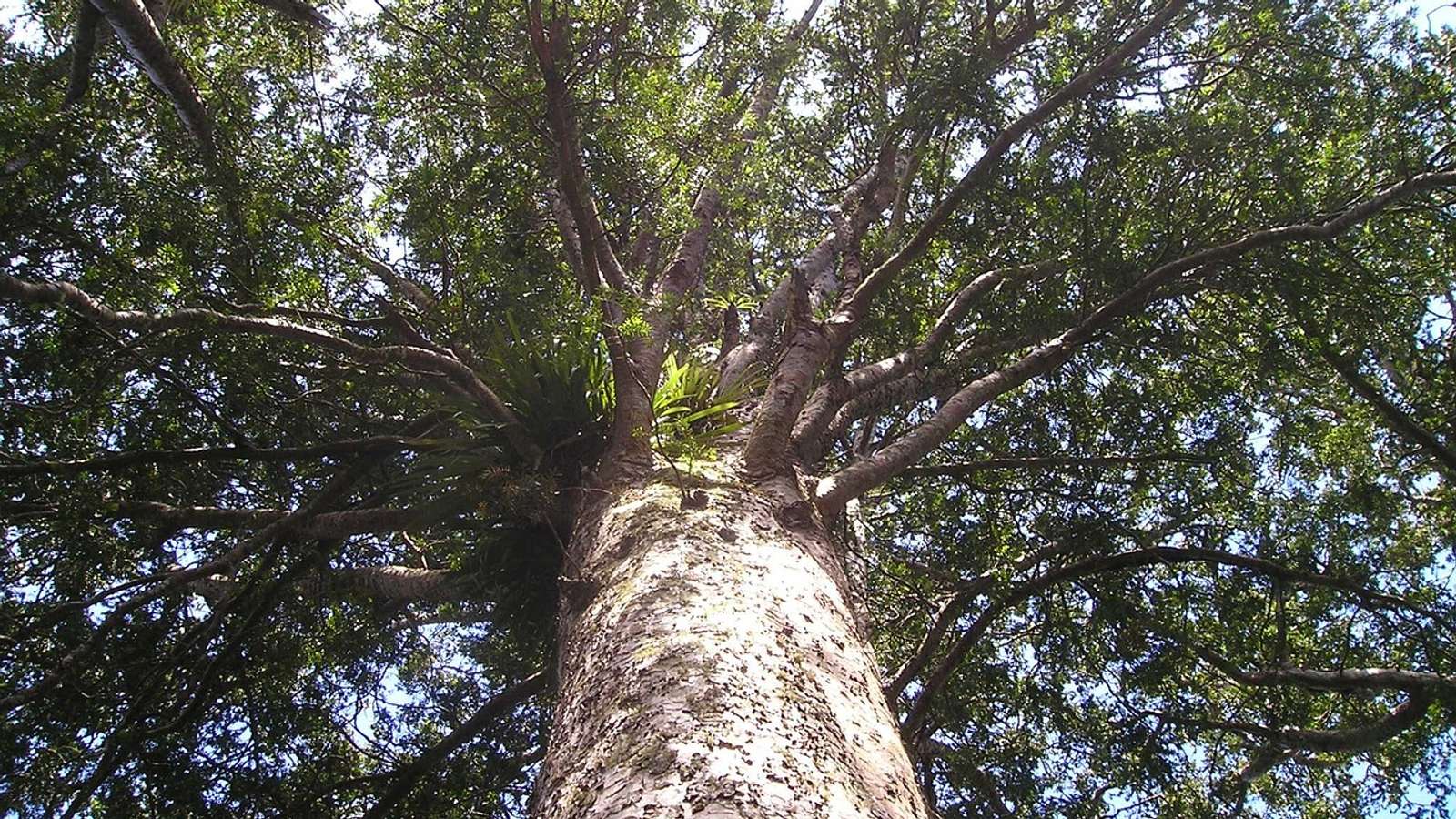 A giant kauri tree in a New Zealand forest