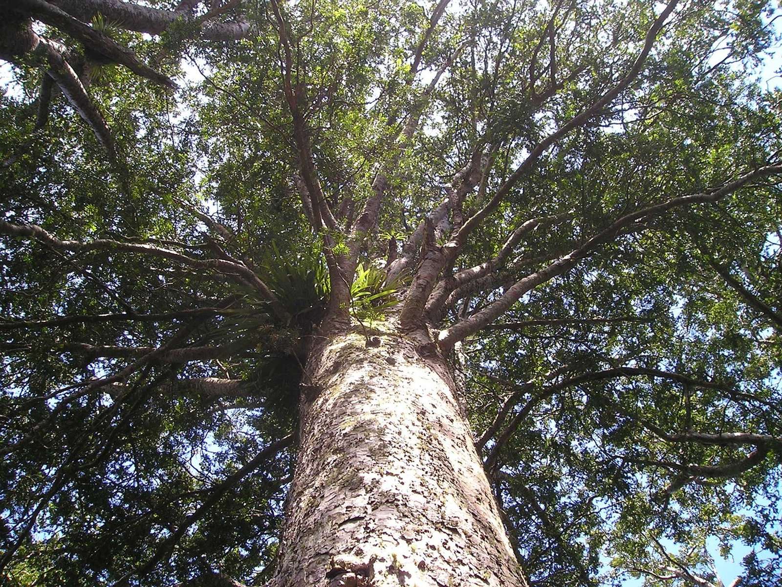 A giant kauri tree in a New Zealand forest