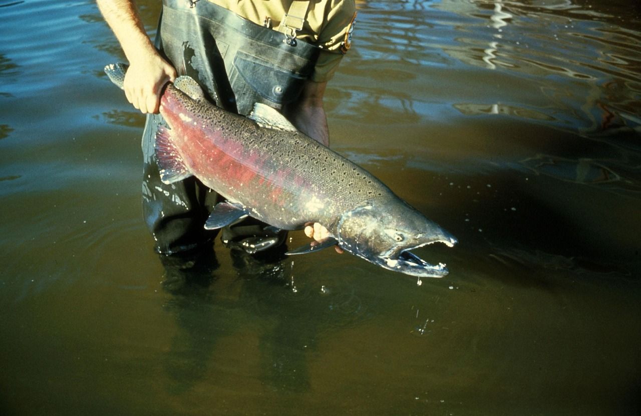 A biologist in waders holds a large adult Chinook salmon in a river