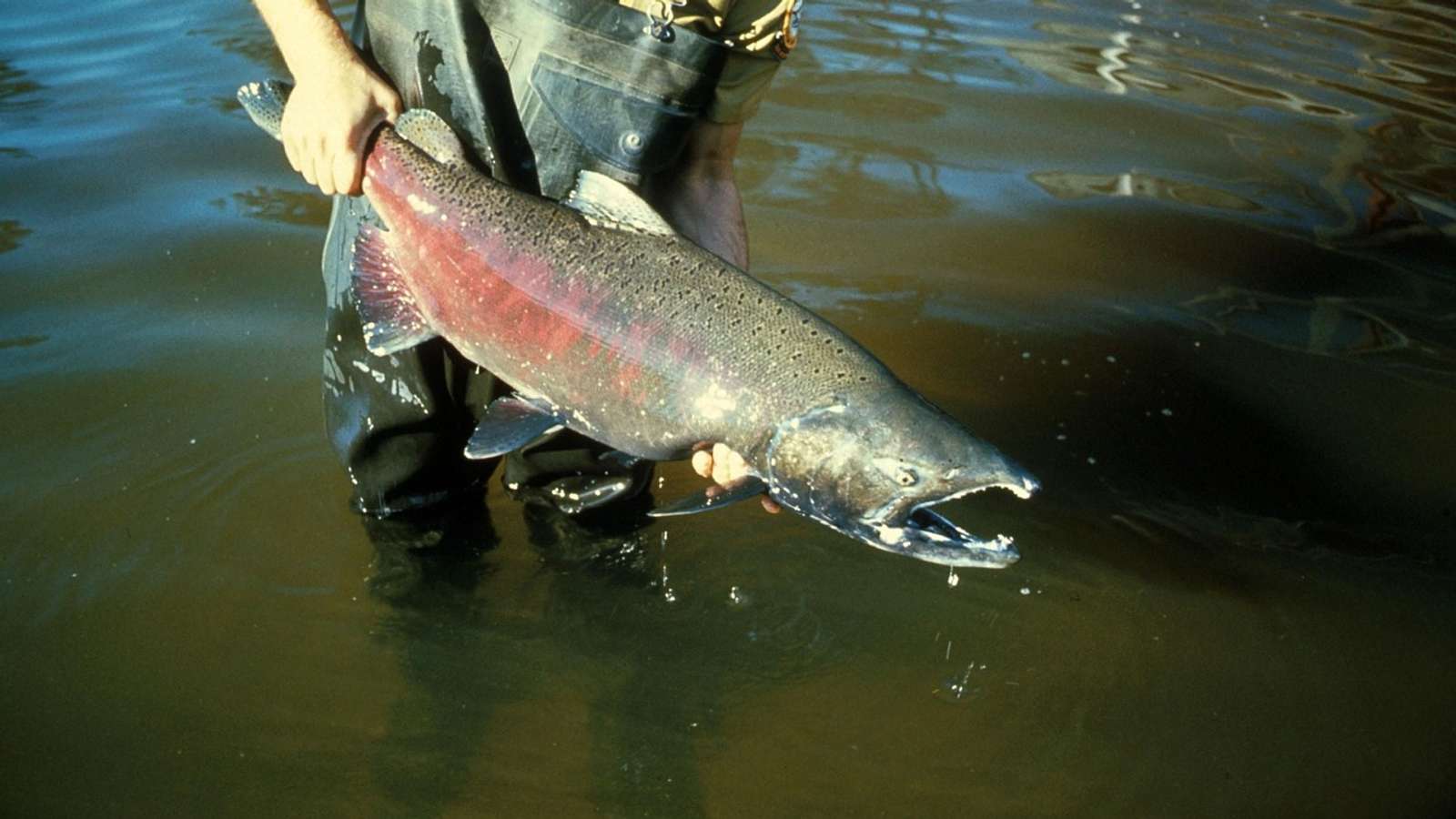A biologist in waders holds a large adult Chinook salmon in a river
