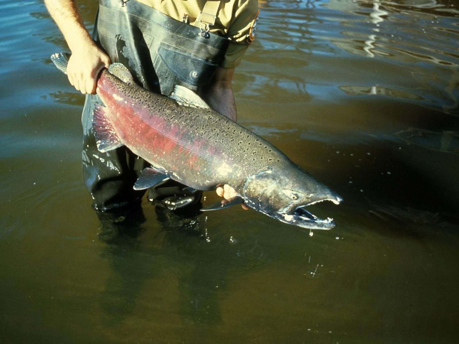 A biologist in waders holds a large adult Chinook salmon in a river