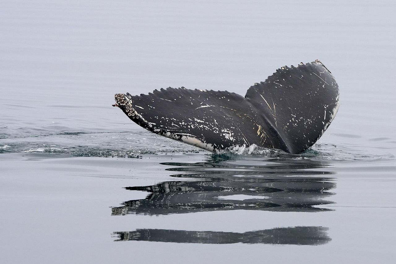 Humpback whale tail fin breaking the ocean surface