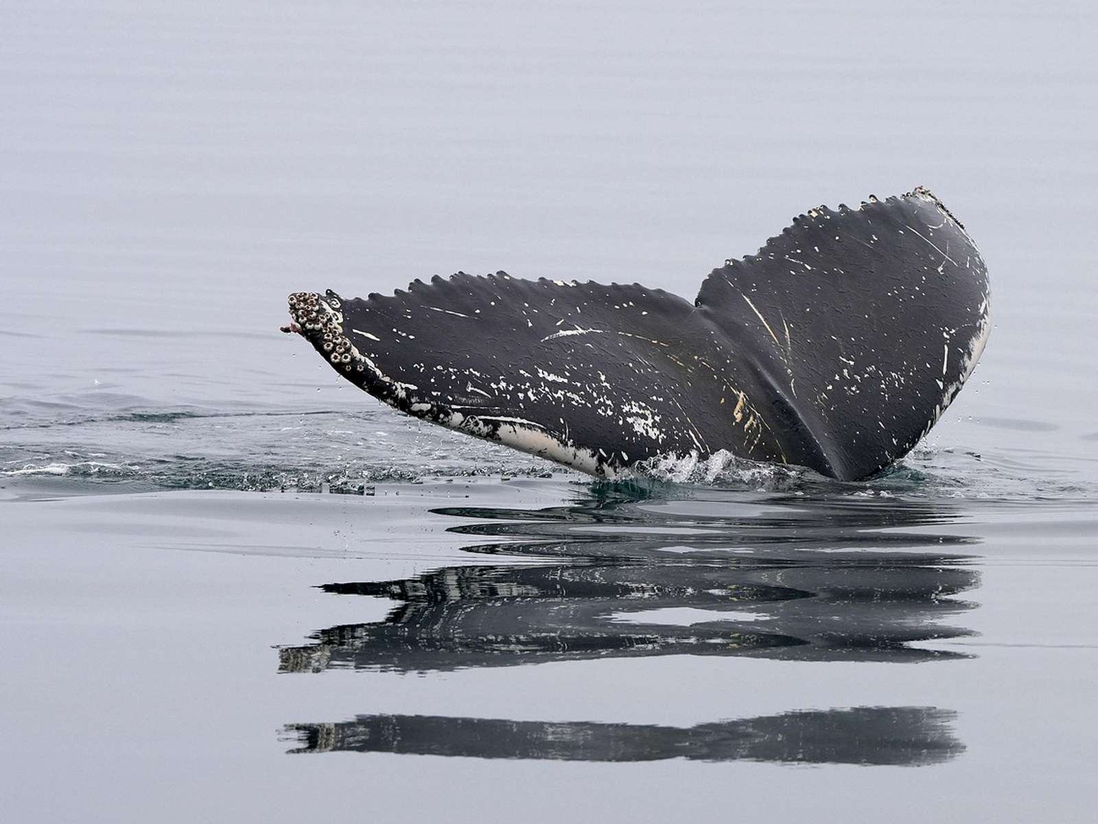 Humpback whale tail fin breaking the ocean surface