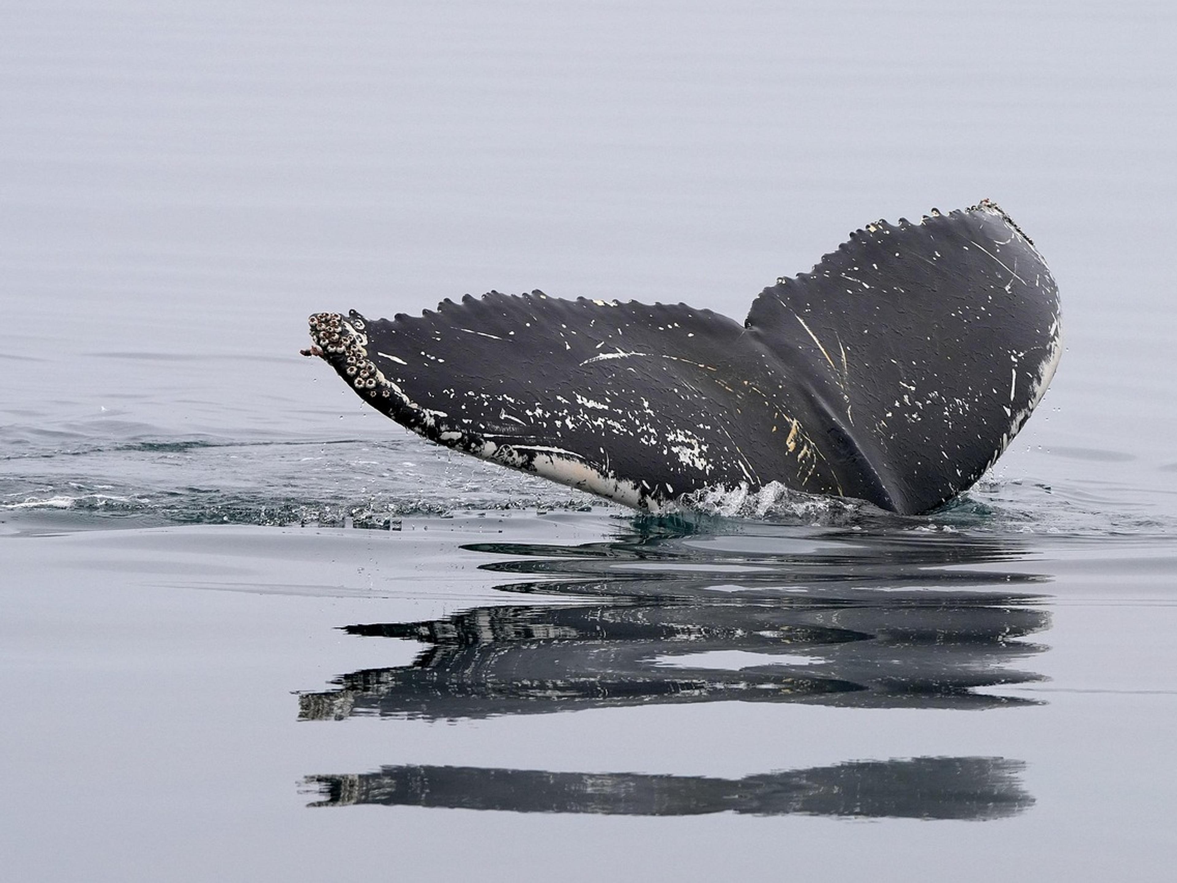 Humpback whale tail fin breaking the ocean surface